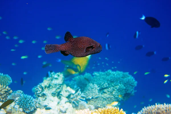 Indian ocean. Fishes in corals. Maldives — Stock Photo, Image