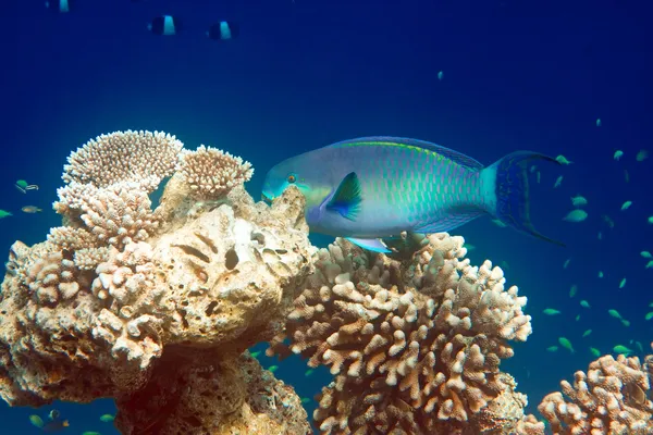 Indický oceán. ryby v korály. Maledivy — Stock fotografie