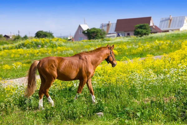 在阳光灿烂的日子的草地上枣红马 — 图库照片