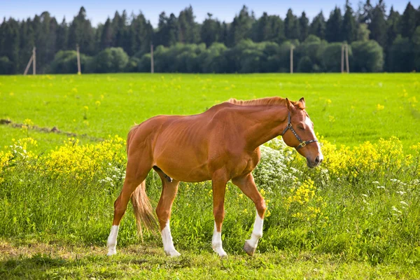 Cavallo di baia su un prato in una giornata di sole brillante — Foto Stock