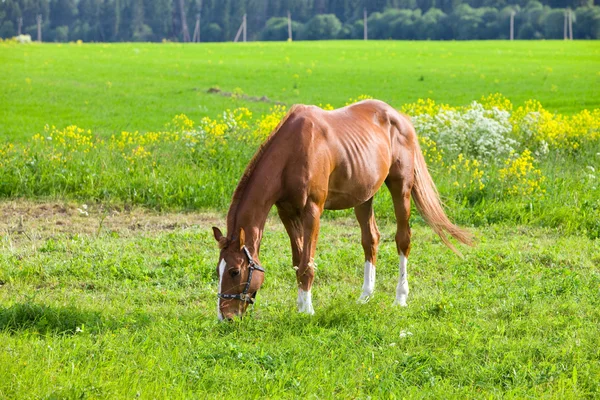 明るい晴れた日に牧草地の馬 — ストック写真