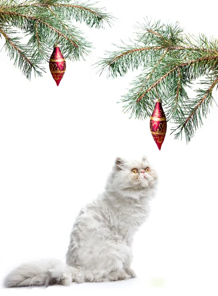 Ветка с новогодними шарами и символом 2011 года белая кошка — стоковое фото