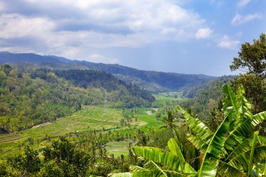 Tropik bir manzara. Endonezya 'da. Bali.