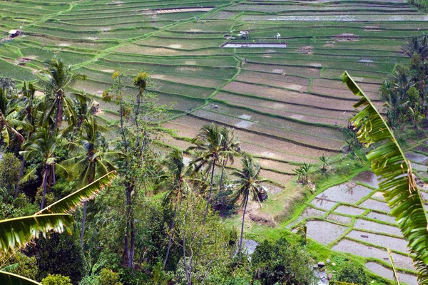 Milyen a rizs teraszok, bali, Indonézia — Stock Fotó