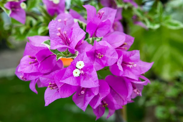 Ветвь цветущих бугенвиллийских цветов в саду — стоковое фото
