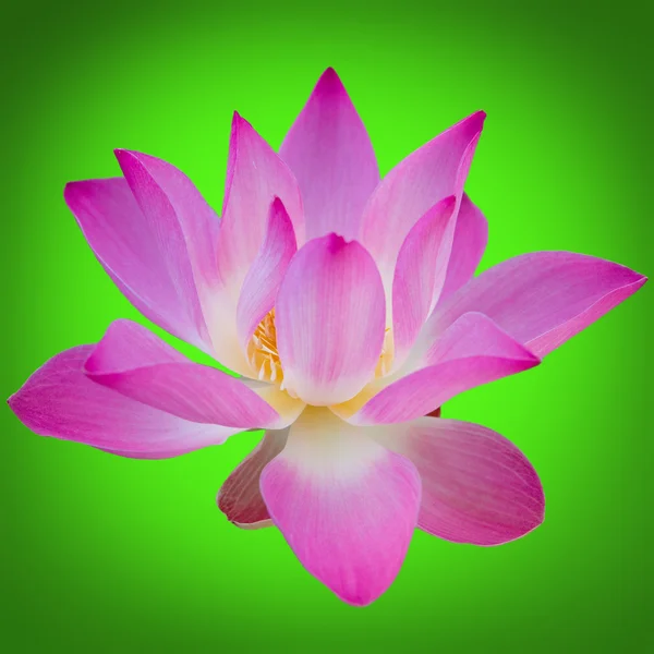 Fleur de lotus sur fond vert . — Photo