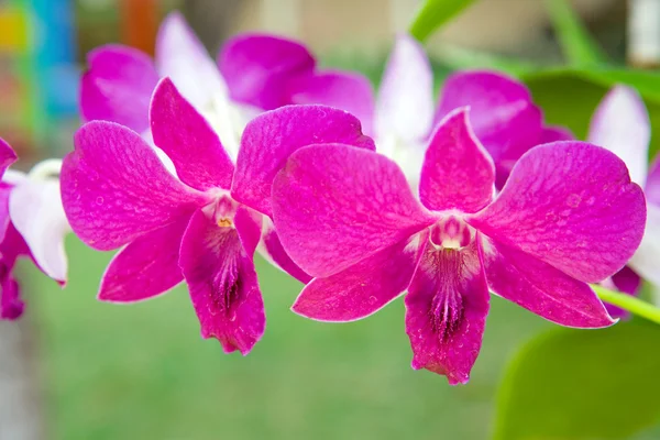 A virágzó orchidea ág — Stock Fotó