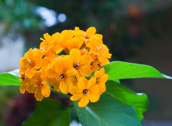 Pobočka kvetoucí tropické Bushe — Stock fotografie