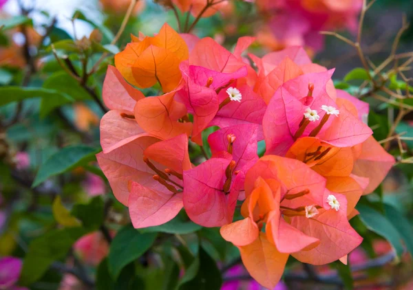 Ветвь цветущих бугенвиллийских цветов в саду — стоковое фото
