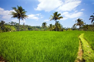 Endonezya. Bali. tropikal doğa