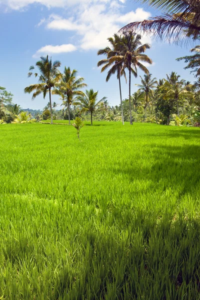 Tropikalny krajobraz. Indonezja. Bali. — Zdjęcie stockowe