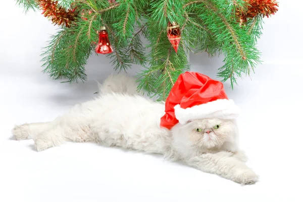 Símbolo do ano 2011 gato branco — Fotografia de Stock