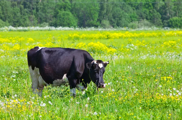 Koe in de wei zonnedag — Stockfoto