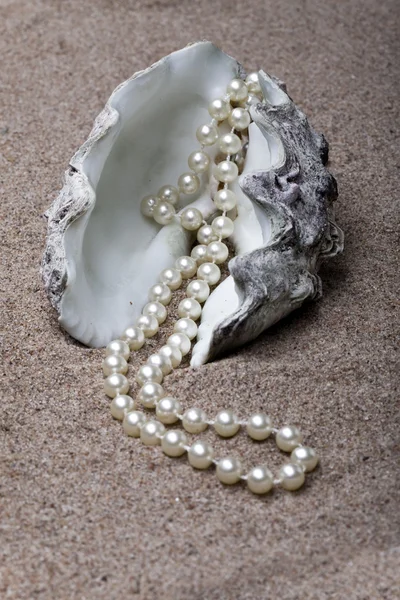 Inci boncuk yalanlarıyla kum üzerinde egzotik deniz kabuğu — Stok fotoğraf