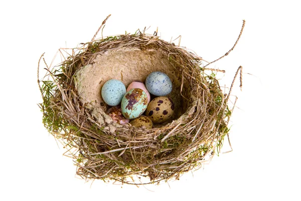 Nest, es verdrehte sich aus Gras mit Eiern — Stockfoto