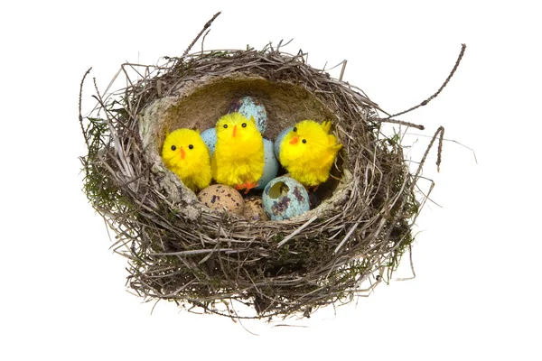 Nest mit Eiern und Hühnern auf weißem Hintergrund — Stockfoto