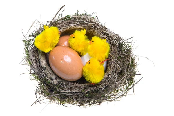 Boet med ägg och kycklingar på vit bakgrund — Stockfoto