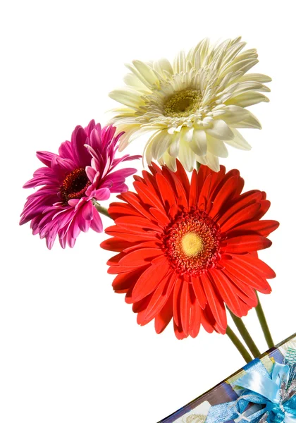 Drei leuchtende Blumen. Gerber — Stockfoto