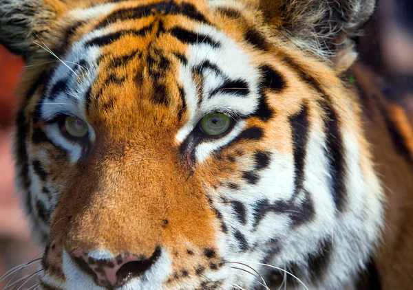 Portrait of tiger — Stock Photo, Image