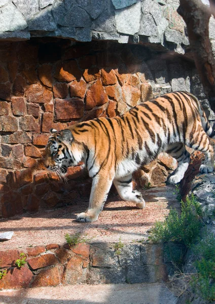 Tigeren på et friluftsbur - Stock-foto