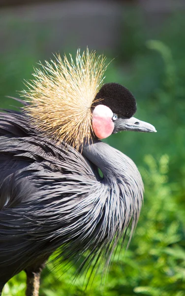 Southern Crowned Grey Crane Portrait — Stock Photo, Image
