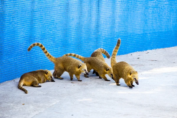 Famille de suricates dans une cage en plein air — Photo