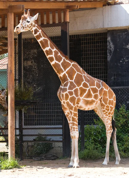 Girafa em uma gaiola ao ar livre — Fotografia de Stock