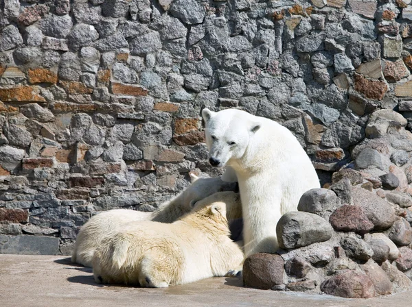 Bílý medvěd jí krmí novorozence medvědí mláďata s mlékem — Stock fotografie