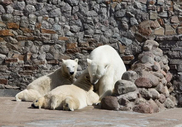 O urso branco alimenta filhotes de urso recém-nascidos com leite — Fotografia de Stock