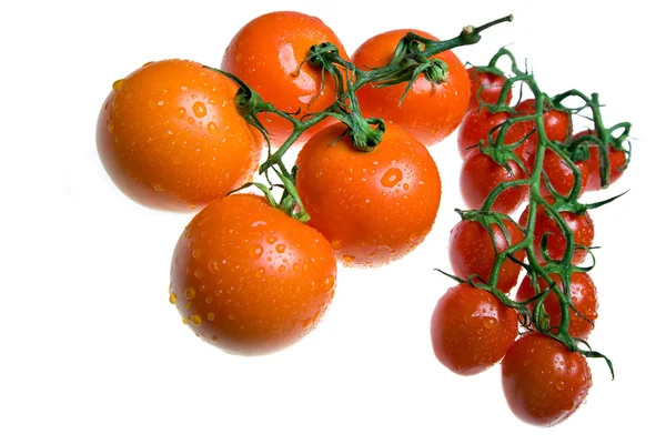 Czerwone pomidory w kroplach wody — Zdjęcie stockowe