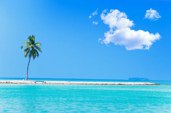 Palma na tropickém ostrově v oceánu. Maledivy. — Stock fotografie