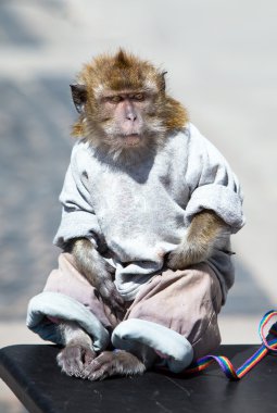 The sitting monkey dressed, as the person clipart