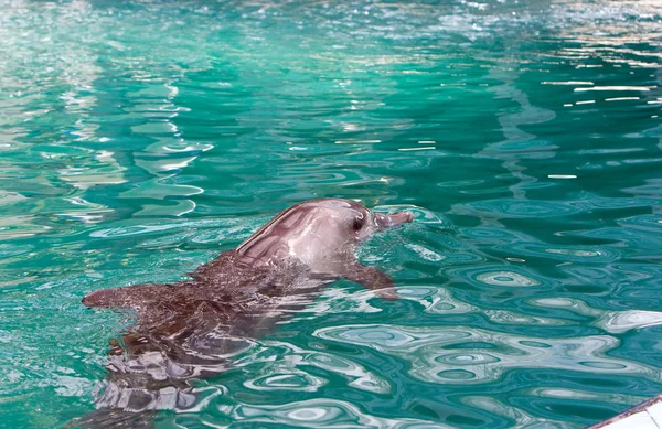 海豚 — 图库照片