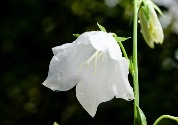 Λουλούδι κουδουνιών — Φωτογραφία Αρχείου