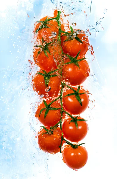 Ветвь помидоров в брызгах воды — стоковое фото