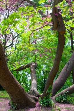 Old sprawling tree in city park. Varna. Bulgaria. clipart