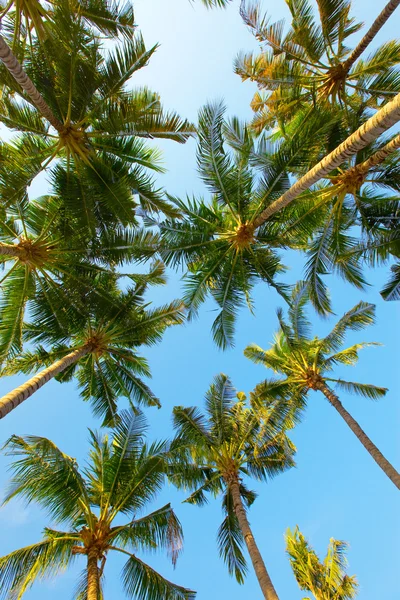 Palmetre på himmelbakgrunn – stockfoto