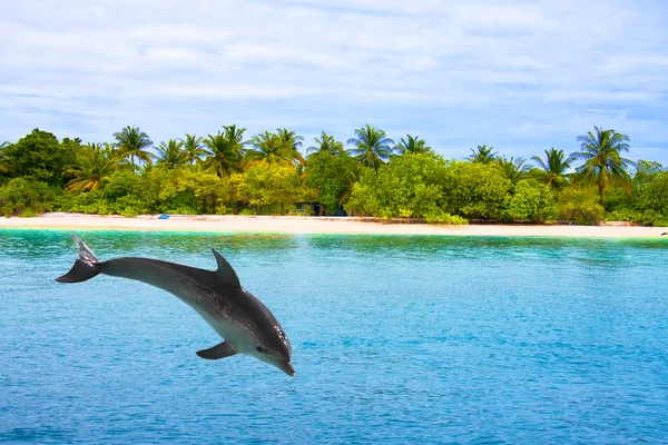 Δελφίνι Άλματα Έξω Από Κύματα Ωκεανό — Φωτογραφία Αρχείου