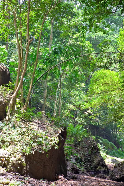 Tropikalny krajobraz. Indonezja. Bali — Zdjęcie stockowe