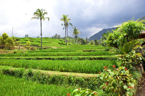 Rijstterrassen Bali Indonesië — Stockfoto