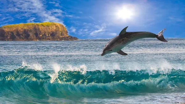 stock image The dolphin jumps out of waves at ocean