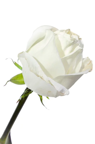 Biała róża na białym tle — Zdjęcie stockowe