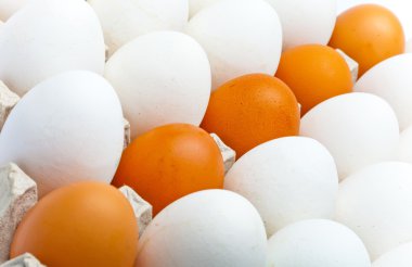 Eggs.Still-hayat beyaz zemin üzerine