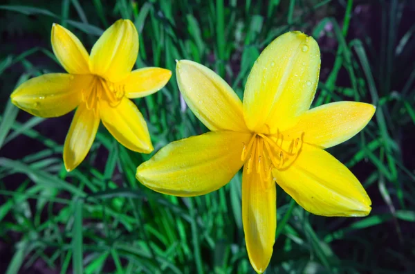 stock image Two yellow lilies blossom on a night meadow