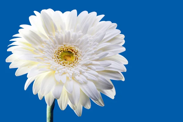 Heřmánek květina na modrém pozadí — Stock fotografie
