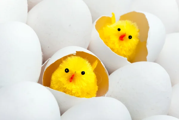 Yumurta Kabuğunda Yeni Doğmuş Tavuk — Stok fotoğraf