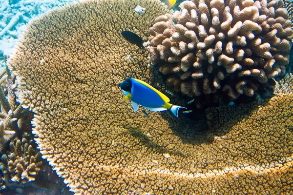 Peixes em corais . — Fotografia de Stock