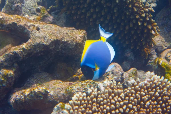 Oceano Indiano Pesci Nei Coralli Maldive — Foto Stock