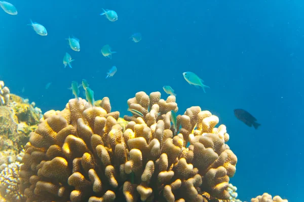 Indiska Oceanen Fiskar Koraller Maldiverna — Stockfoto