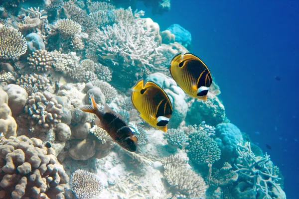 Fishes in corals. — Stock Photo, Image